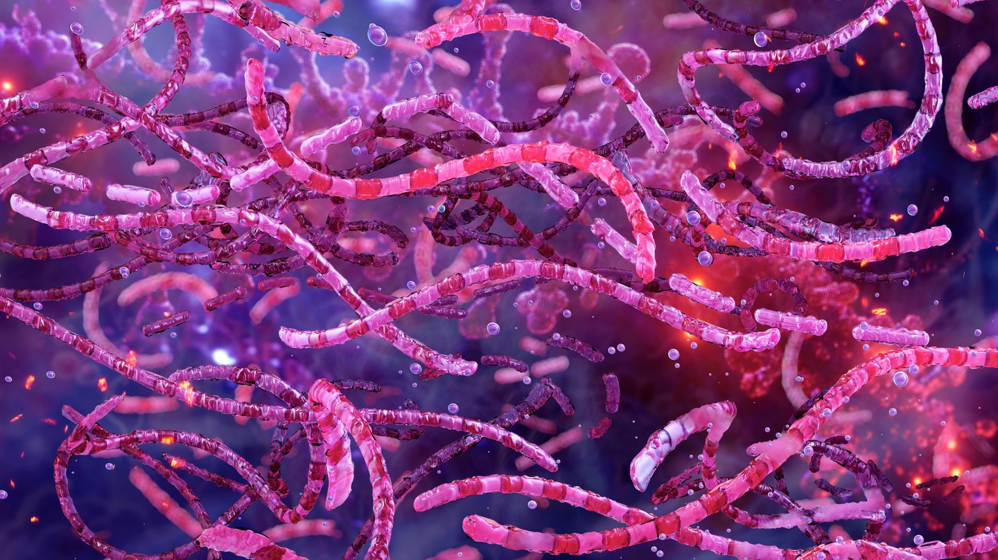 3D illustration of the Bacillus anthracis bacterium, which causes anthrax © iStock