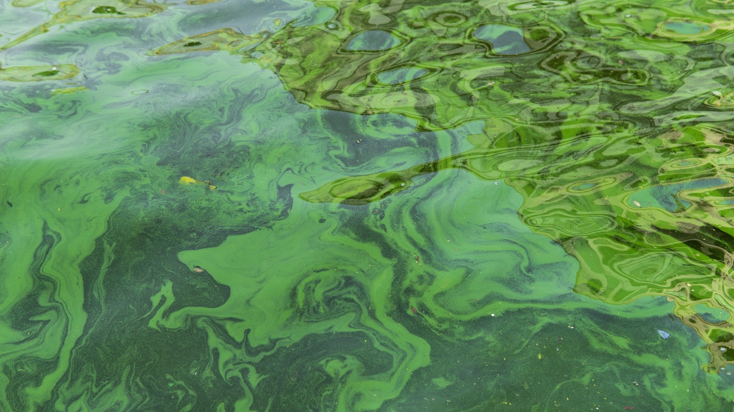 Cyanobateria bloom in a lake © iStock