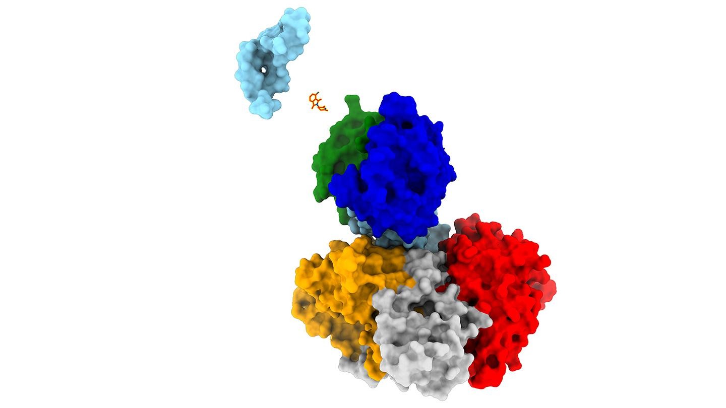 CRBN-DDB1ΔB with pomalidomide and SALL4(ZF12). 2026 EPFL/Pius Galli- CC-BY-SA 4.0