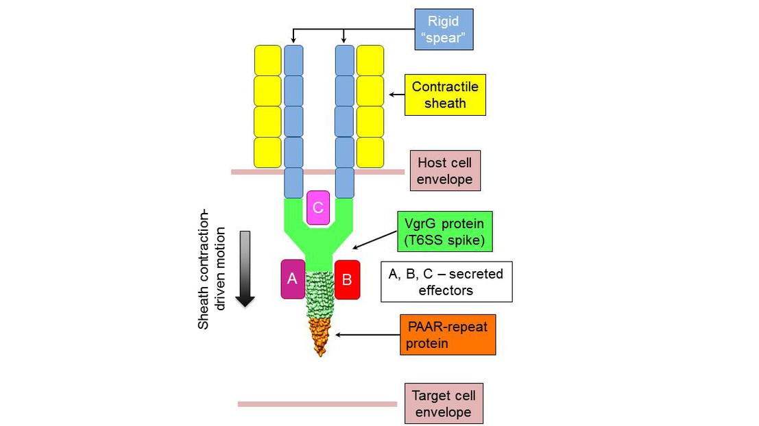 The T6SS spear structure © 2013 EPFL
