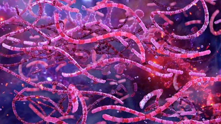 3D illustration of the Bacillus anthracis bacterium, which causes anthrax © iStock