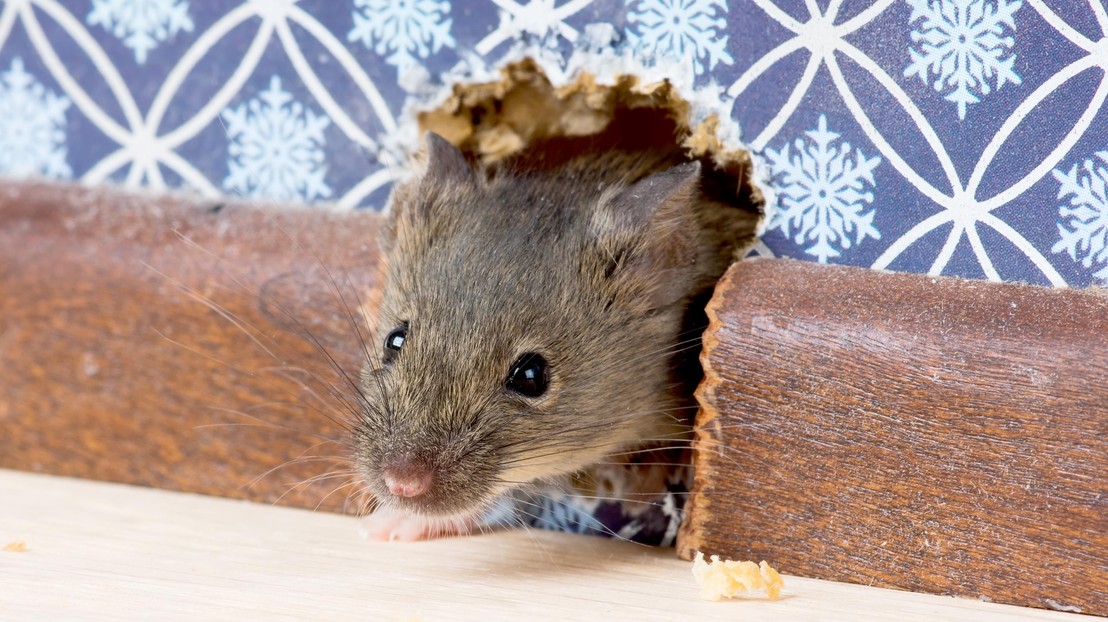 House mouse gets into room through hole in wall © iStock