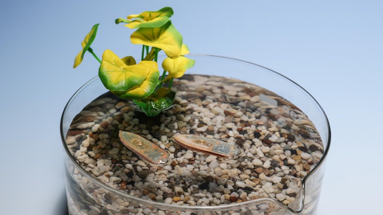 This edible robot from the Laboratory for Intelligent Systems is an alternative to electronic environmental monitoring devices. EPFL - CC-BY-SA 4.0