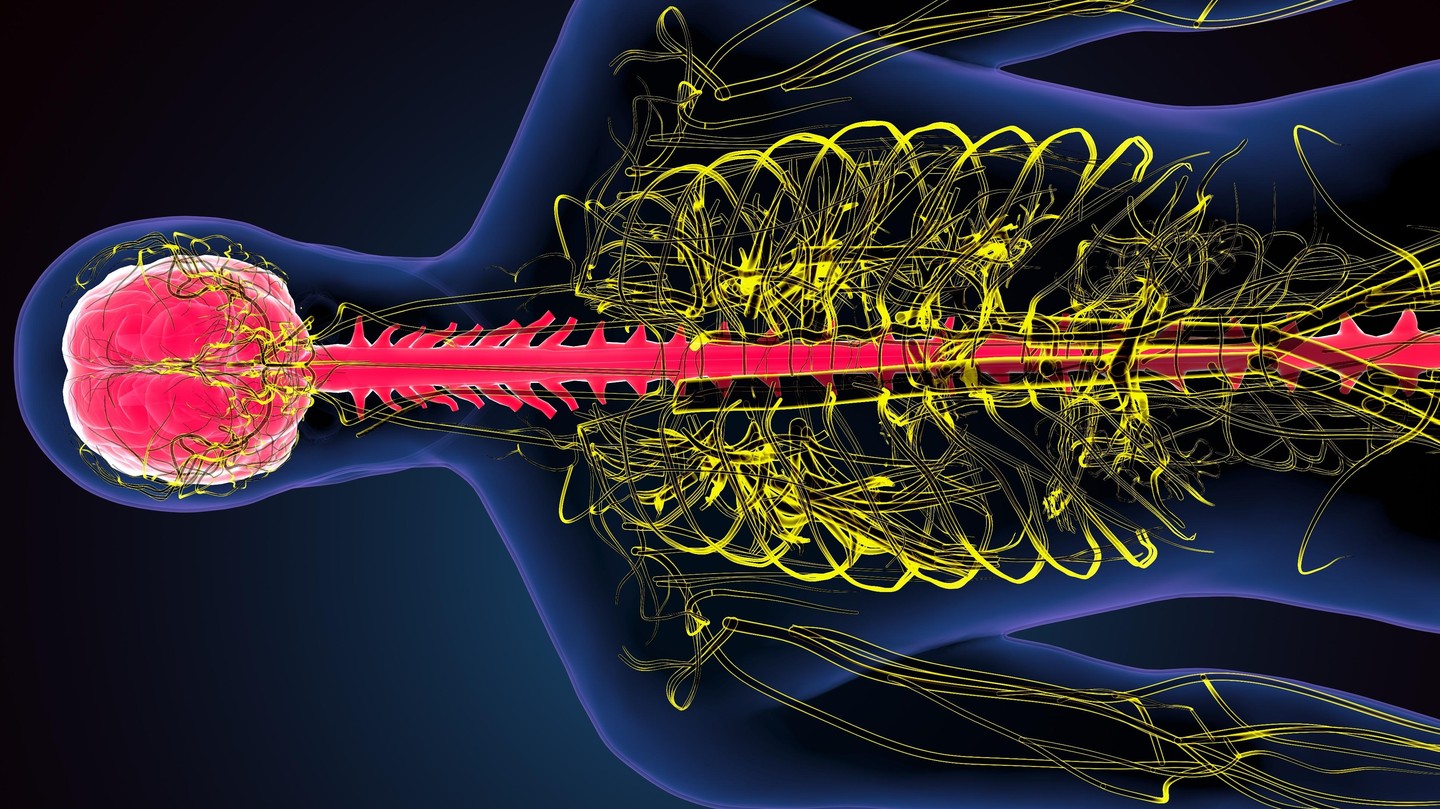 The spinal cord revealed by functional magnetic resonance imaging might unlock new therapies. © iStock