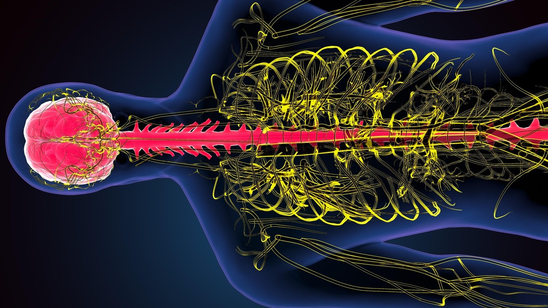 The spinal cord revealed by functional magnetic resonance imaging might unlock new therapies. © iStock