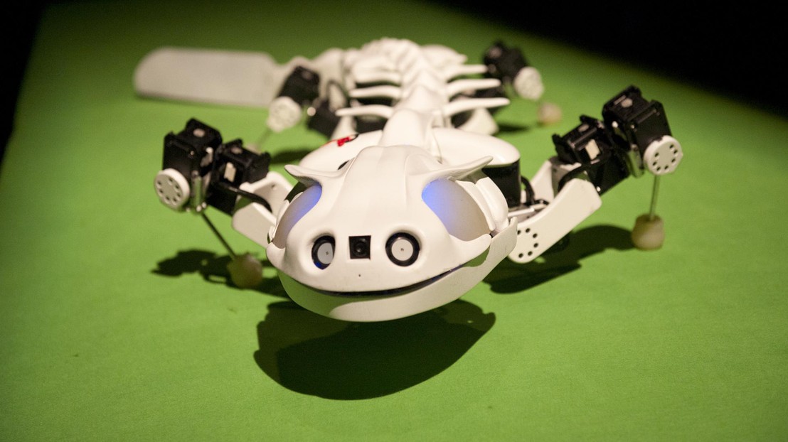 Pleurobot, a distant relative of the species Pleurodeles waltl. © EPFL / Hillary Sanctuary