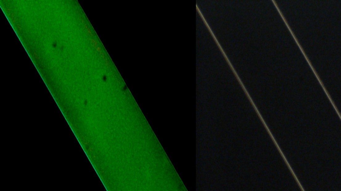 ON, OFF: les microtubes à cristaux liquides du laboratoire de Demetri Psaltis réagissent dix fois plus vite que les afficheurs classiques.