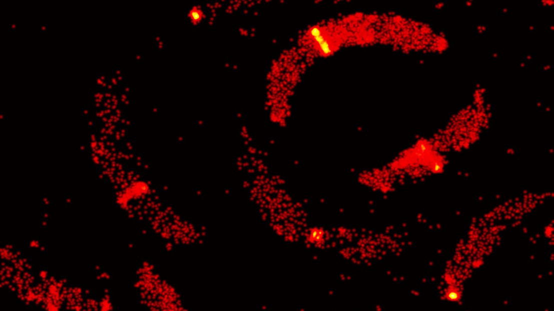 C. crescentus © 2014 Seamus Holden/EPFL