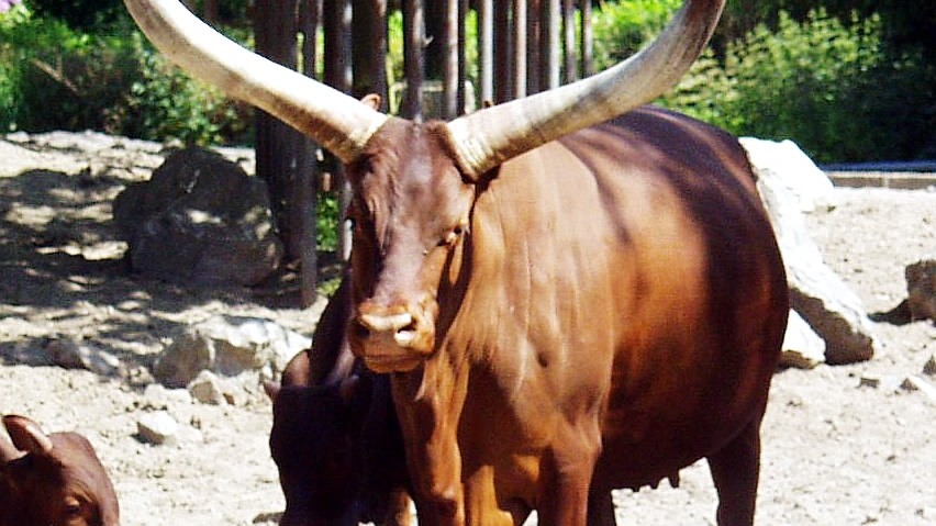 La vache ougandaise Ankole, une espèce menacée en raison des croisements génétiques. © Raimond Spekking / Wikimedia Commons