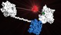 Un modèle 3D d'un molecule LUCID © 2014 Kai Johnsson/EPFL