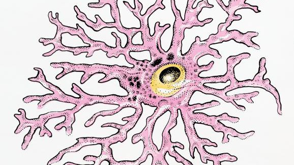 Illustration d'astrocyte humain ©Thinkstockphotos.com