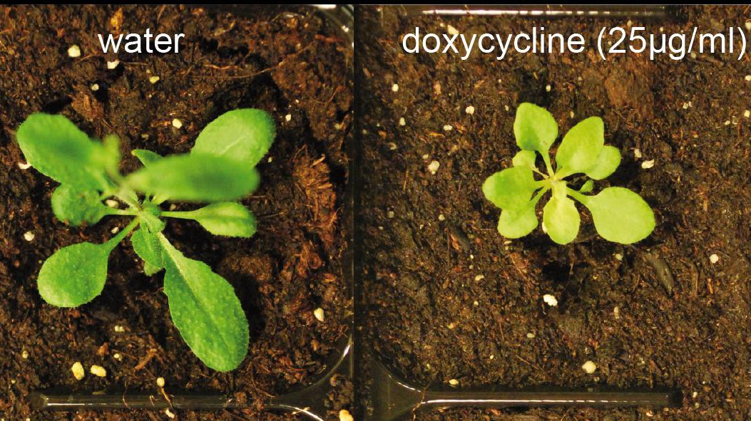 Antibiotics strongly affect the growth of this plant, A. thaliana.