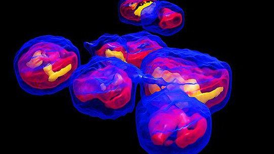 Cellules de levure © 2015 NanoLive