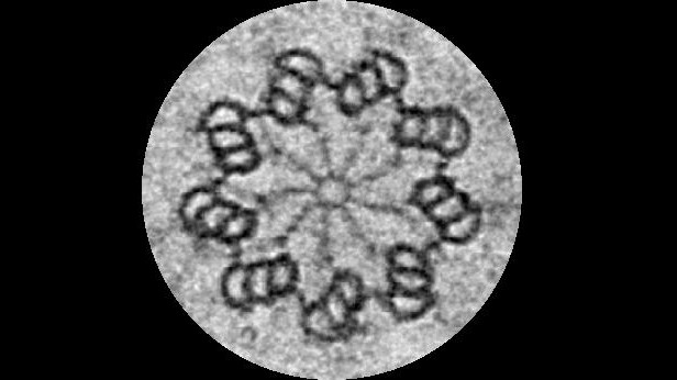 Electron micrograph of a centriole © Pierre Gönczy/EPFL