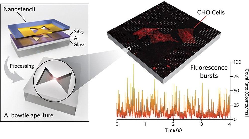 Arrays of Bowtie Nanoaperture Antennas for Dynamics in Living Cells EPFL