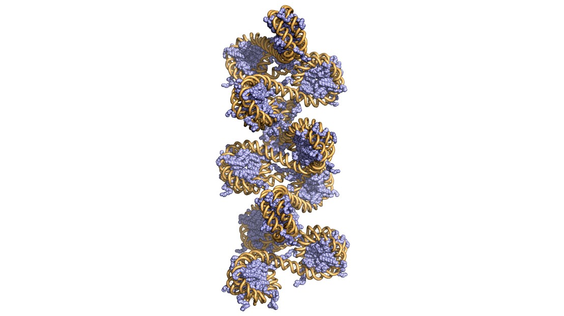 A model of chromatin © Beat Fierz/EPFL