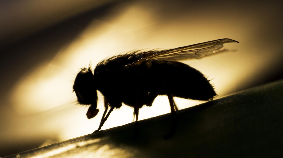 Fruit flies were used in this study (Credit: ThinkStock)