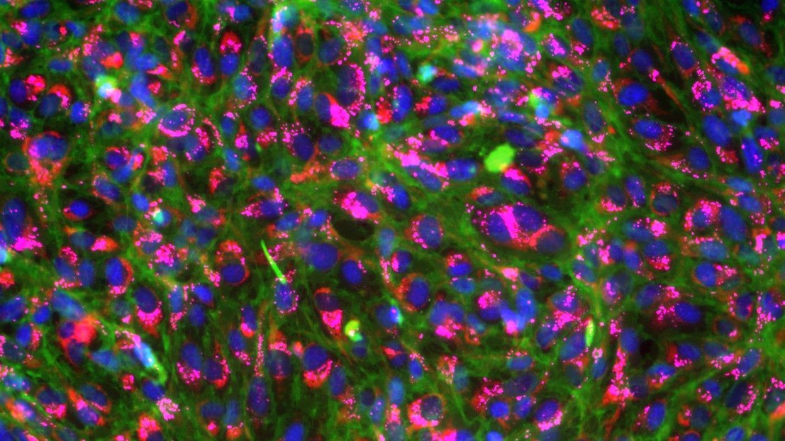 Live-stained rainbow trout gill cells © Photo: Vivian Lu Tan, Eawag Live-stained rainbow trout gill cells © Photo: Vivian Lu Tan, Eawag