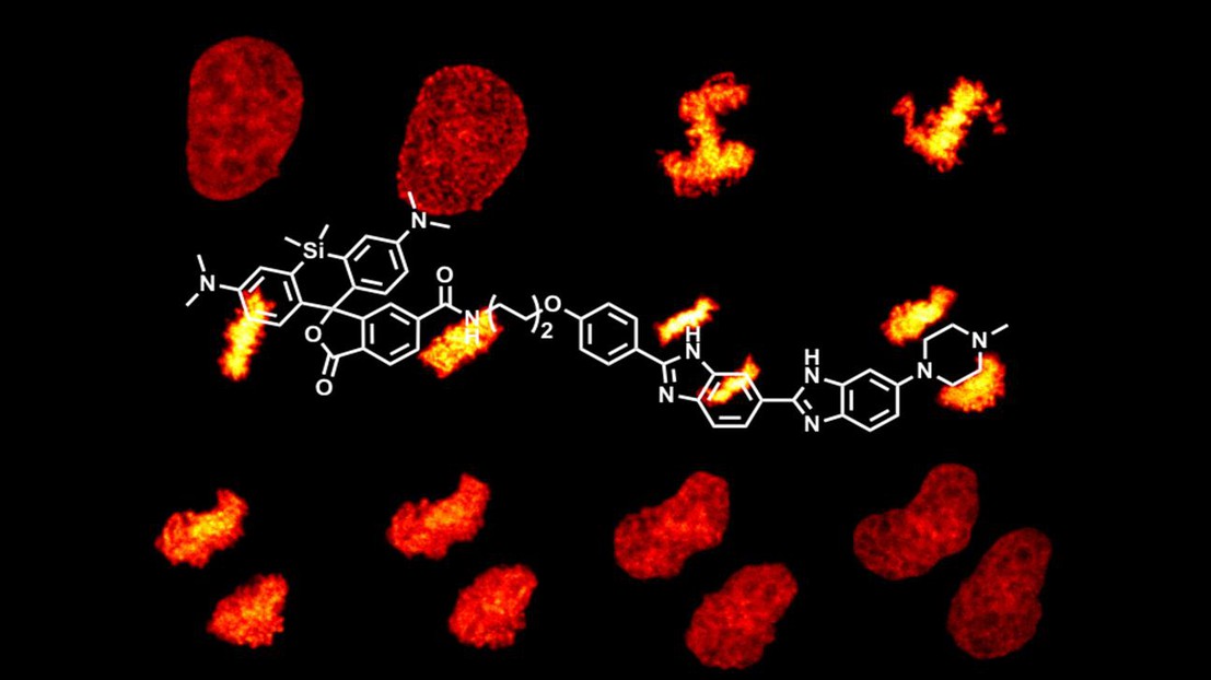 Mitose d'une cellule vivante (HeLa) colorée avec Sir-Hoechst © Kai Johnsson/EPFL