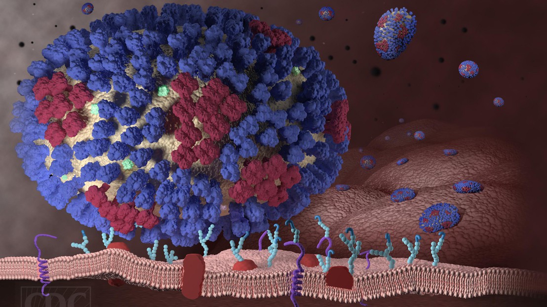 An influenza virus binding to a lung cell (© CDC)
