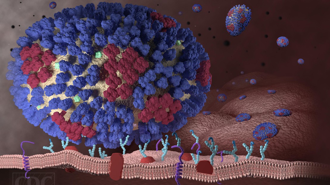 Un virus de la grippe se lie à une cellule dans les poumons (© CDC)