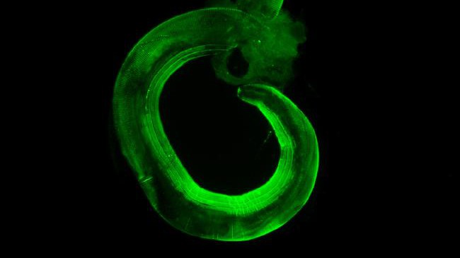 Heligmosomoides polygyrus bakeri, l'helminthe utilisé sur la souris de cette étude © Nicola Harris / EPFL