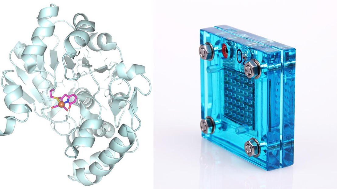 Hydrogenase and a fuel cell © Xile Hu (EPFL)/Thinkstock