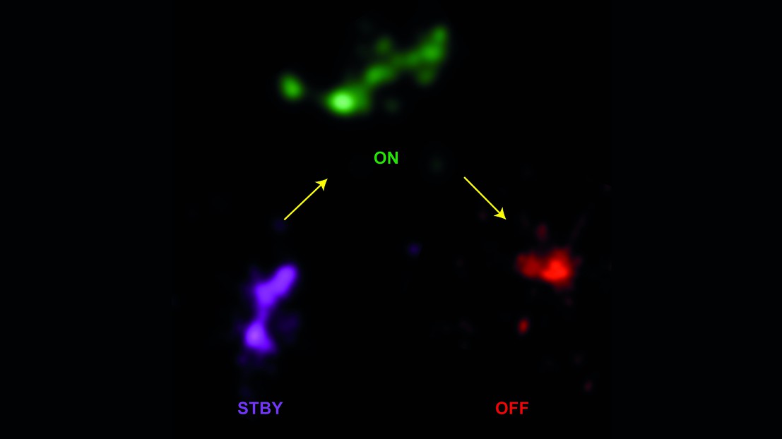 Super-resolution imaging of a DNA fragment containing nine Hox genes © Denis Duboule/EPFL