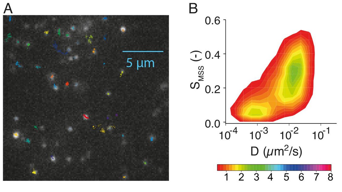 Heterogeneous diffusion of NK1 receptors in the plasma membrane of living cells © Horst Vogel/EPFL