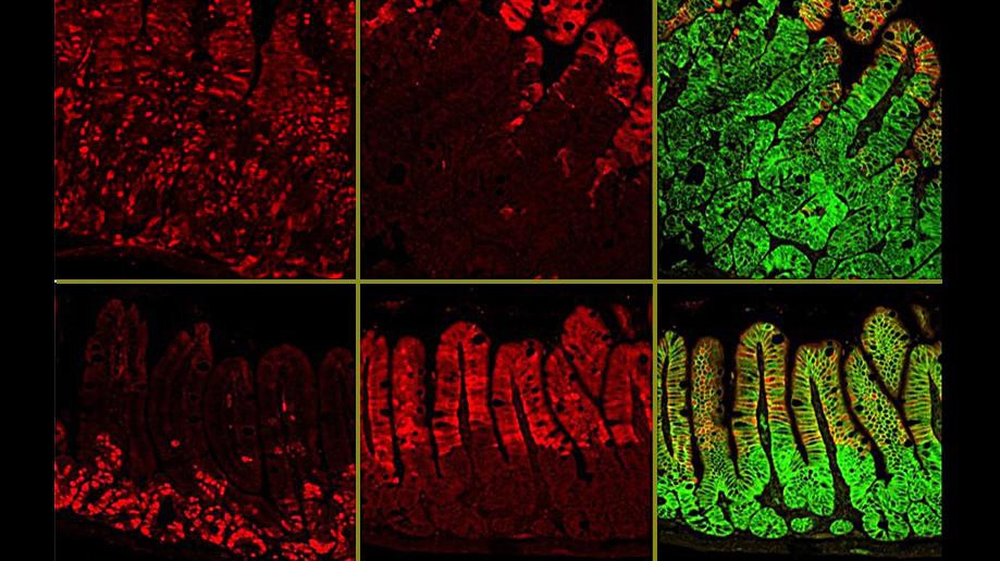 Retinoids affect the proliferation and differentiation of colon cells ©J. Huelsken (EPFL)