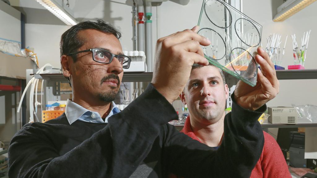 Pavan Ramdya and Andrea Maesani. © 2015 EPFL / Alain Herzog