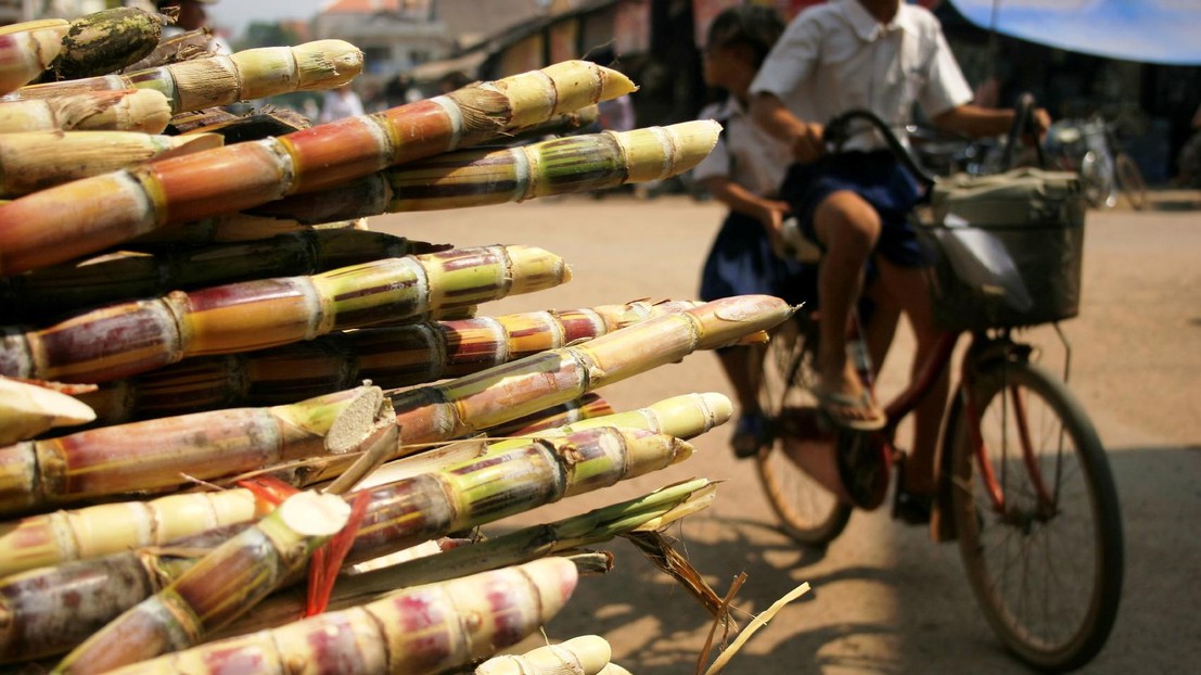 Producing biofuel from sugar cane can be sustainable. © istockphoto / Andrew Wood 