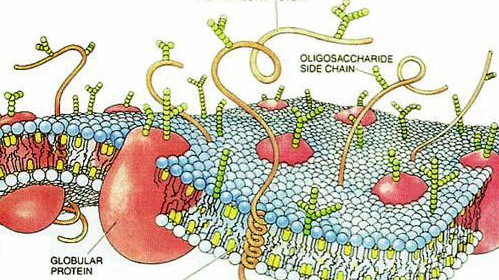 Représentation d'une membrane cellulaire © Dana Burns / Scientific American