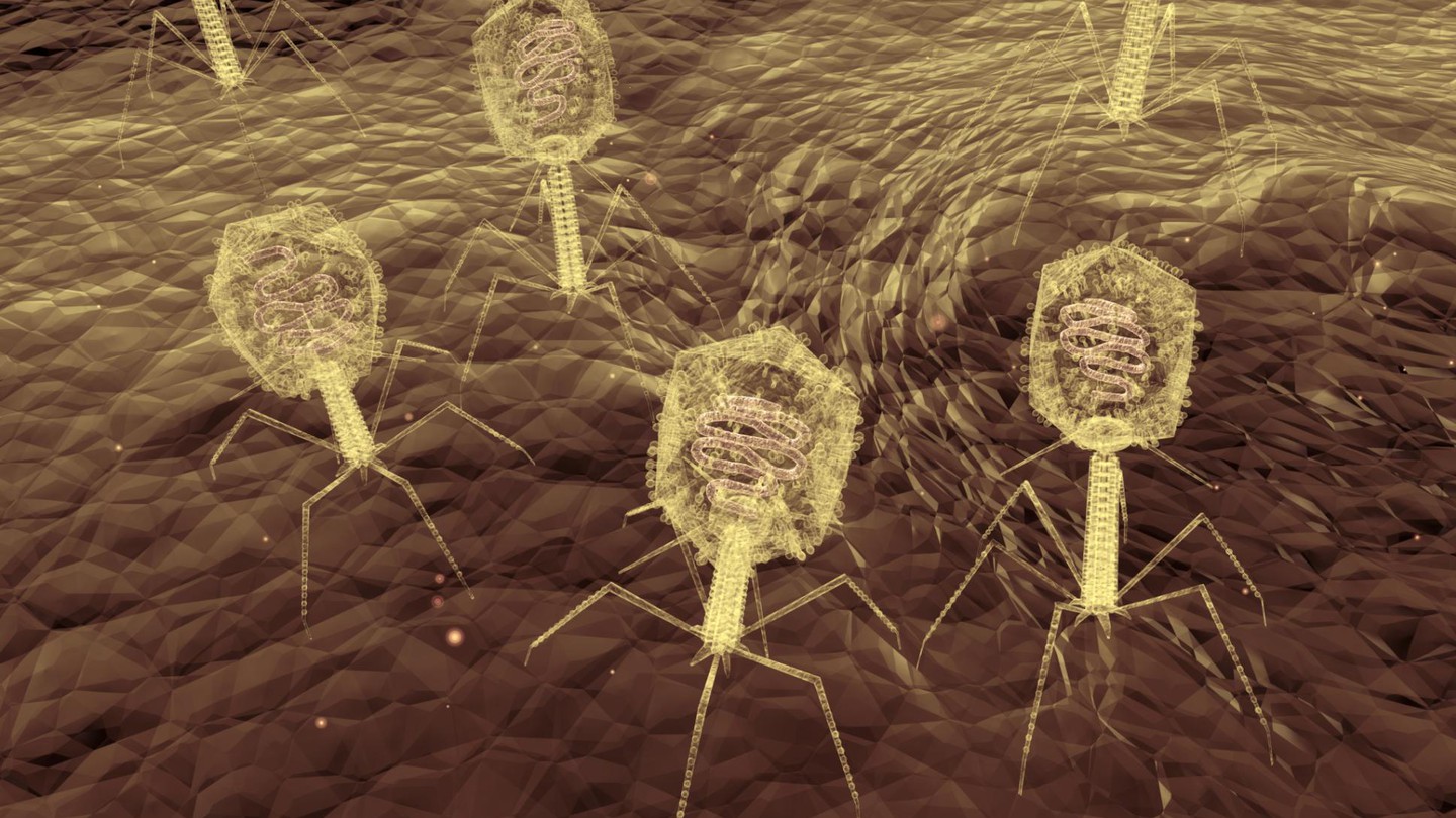 Бактериофаг микрофотография