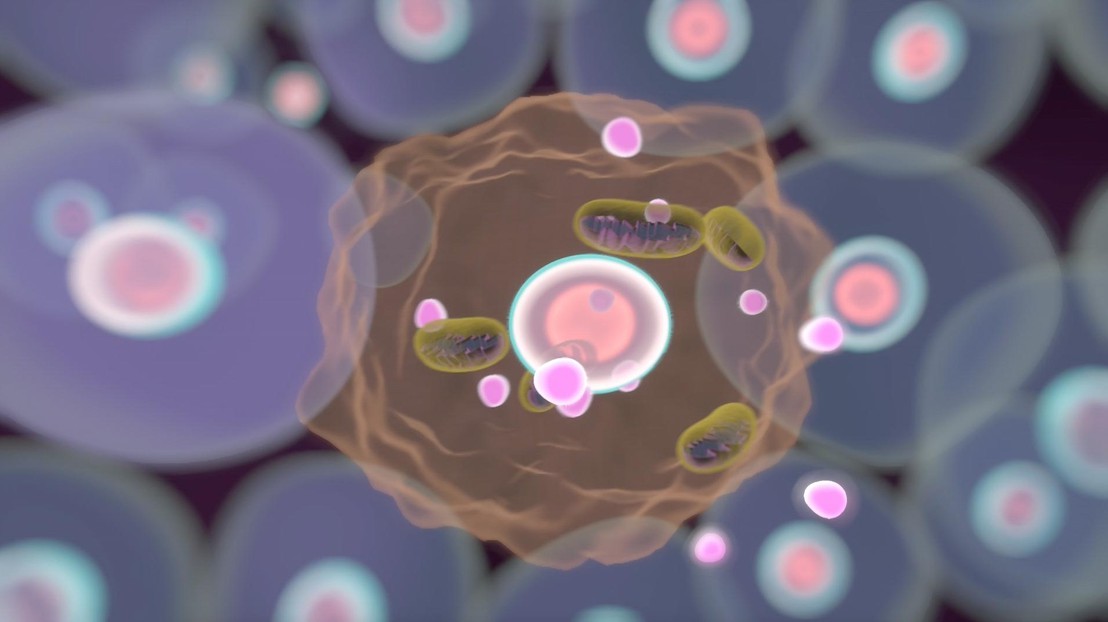 Une cellule accumule des mitochondries dysfonctionelles © EPFL