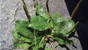 Broadleaf plantain (Plantago major) along a road © 2016 Ivo Widmer, EPFL