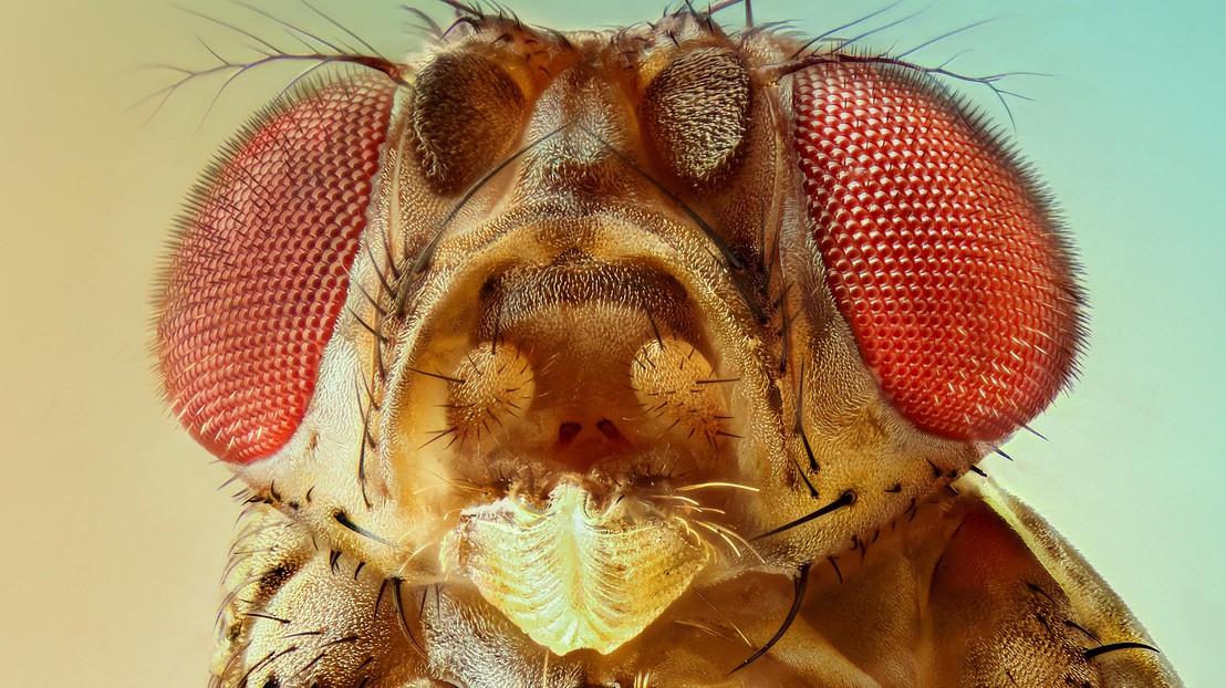 The Drosophila fruit-fly (credit: ThinkStock)