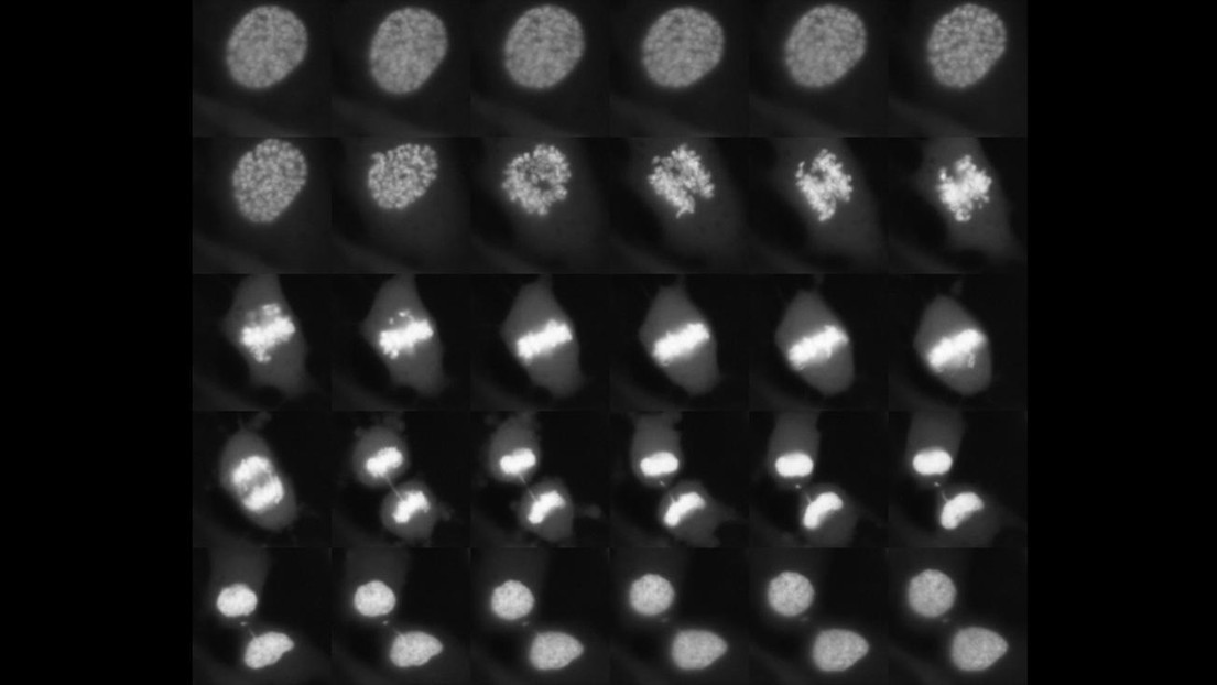 Montage illustrant Sox2, qui reste attaché aux chromosomes pendant la division cellulaire ©David Suter/EPFL