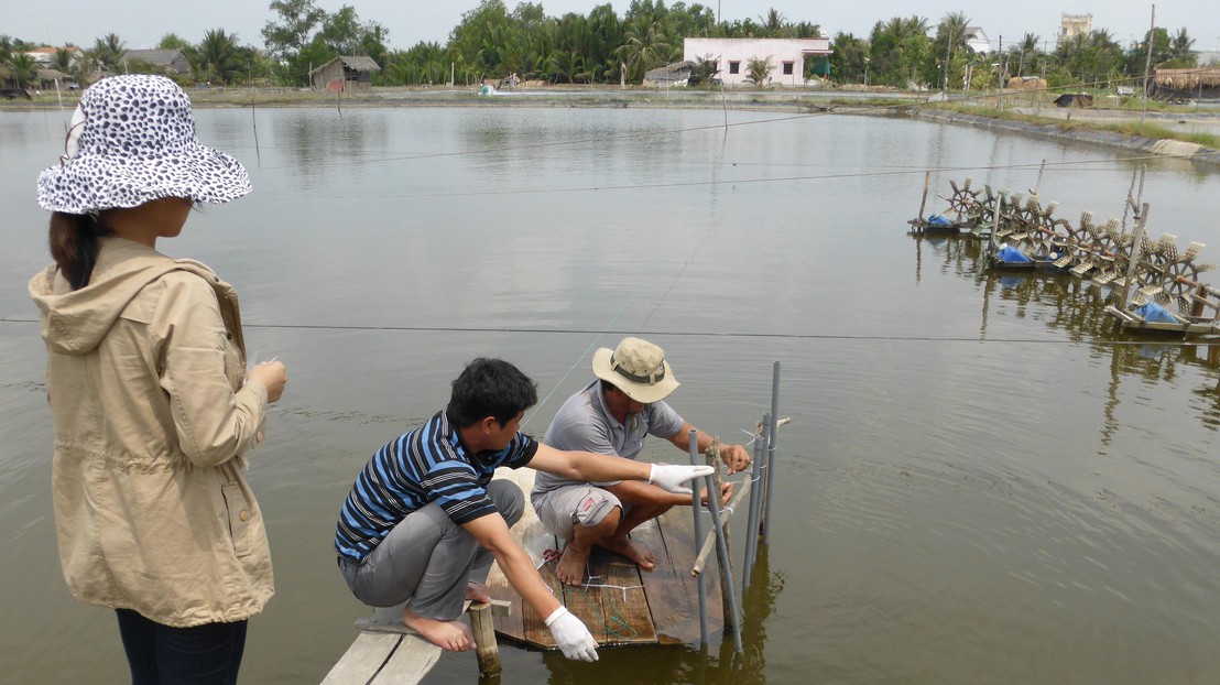 © DR Installing passive samplers for the determination of antibiotics inside a shrimp-farm pond in Vietnam