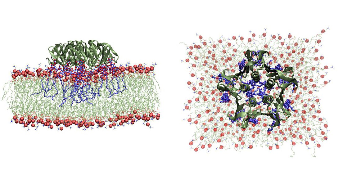 Instantanés d'une simulation en dynamique moléculaire d'une toxine Shigella en train de se lier dans la membrane de la vésicule (vues latérale et du dessus) © J. Shillcock/EPFL