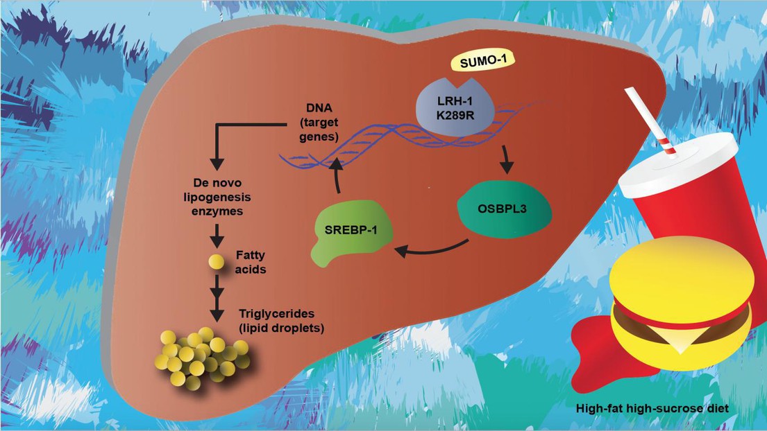 A diagram of nonalcoholic fatty acid disease, including the molecular pathway determined in this study.© Sokrates Stein/EPFL