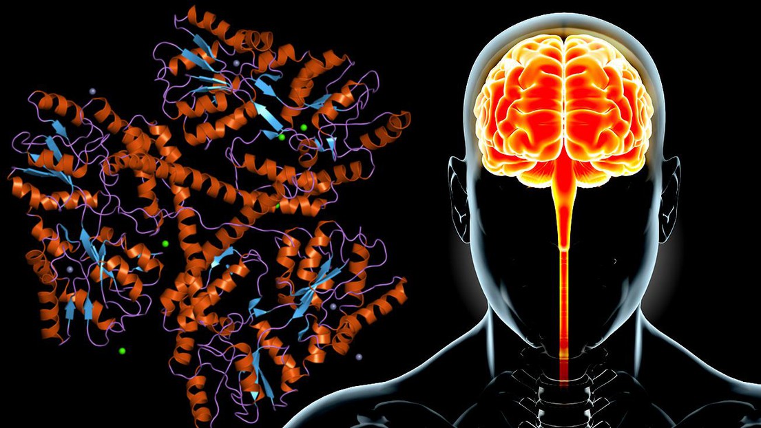 The structure of huntingtin (EBI)/iStock photos (human sketch)