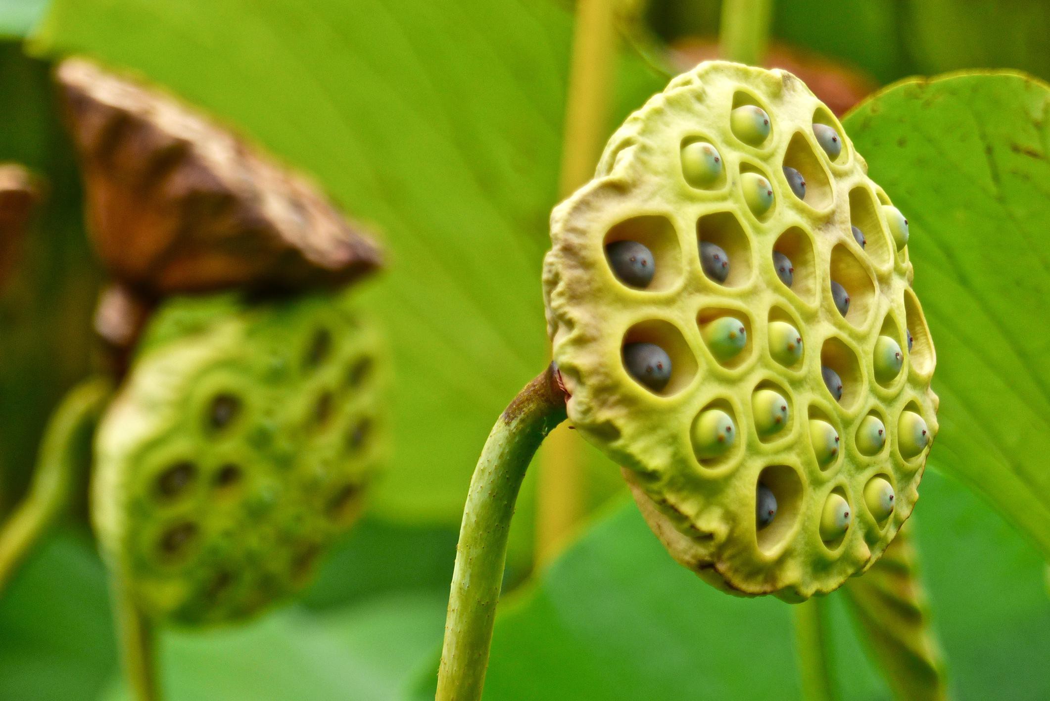 Lecture: Prof Thomas Speck On Plant Inspired Materials