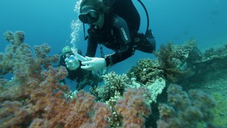 Coral reefs in the Gulf of Aqaba may survive global warming