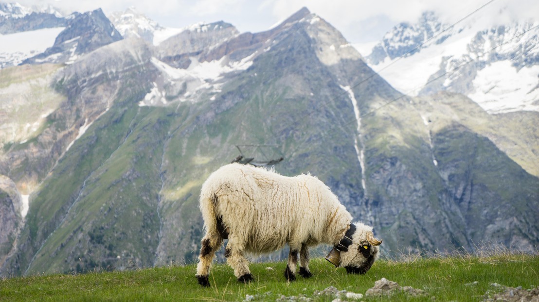 Le mouton à nez noir est essentiellement élevé dans le Haut-Valais. © iStock