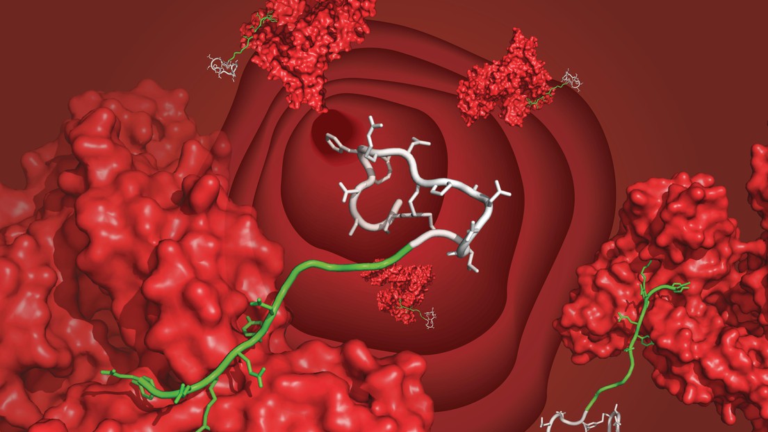 Un peptide bicyclique (blanc) lié à de l'albumine sérique (rouge) par le ligand nouvellement développé (vert), flottant dans le flux sanguin. © C. Heinis/EPFL