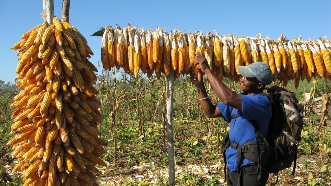 La culture du maïs remonte aux années 1930 à Madagascar. © Justine Gay-des-Combes