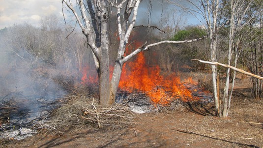 Déforestation par le feu des parcelles destinées à l’exploitation agricole. © JGD