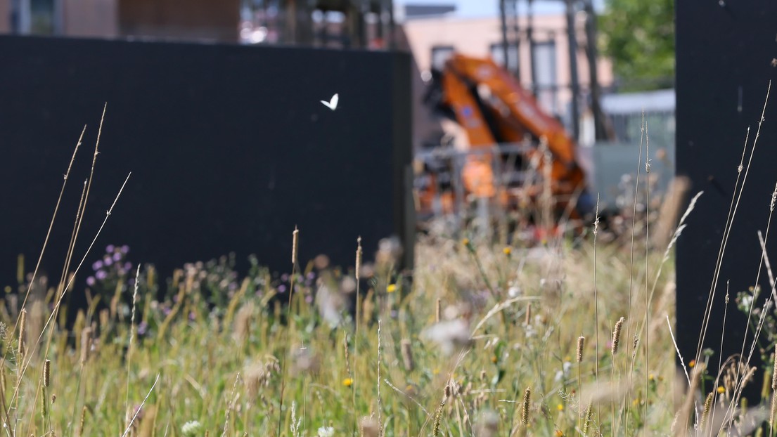 The study analyzed how the butterfly moves around in a city. © Alain Herzog/EPFL