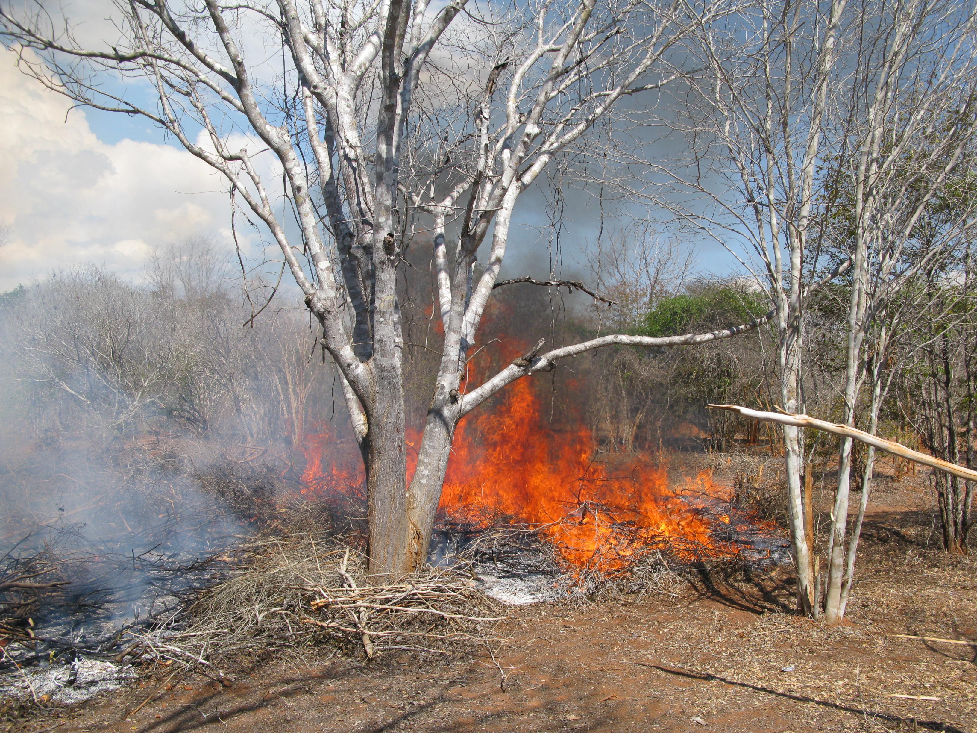 using-compost-to-preserve-forests-in-madagascar-epfl